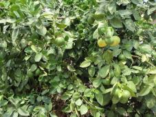 Etrog